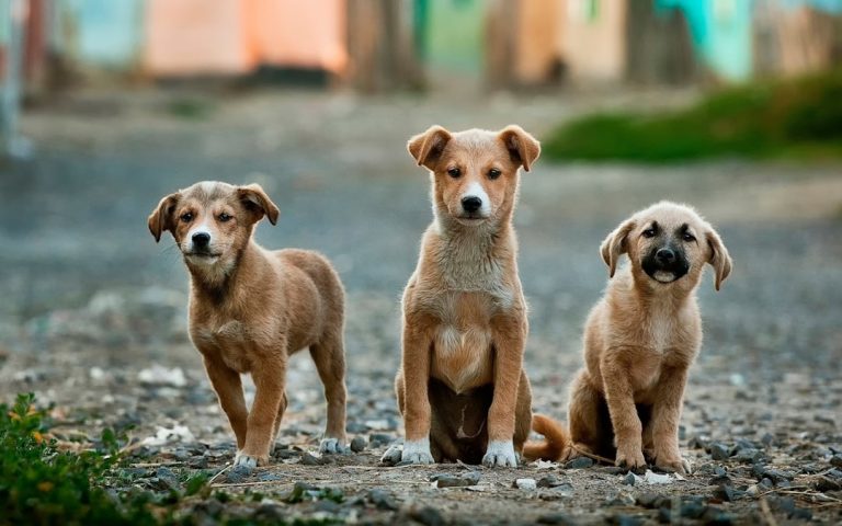 Photo dog, communication