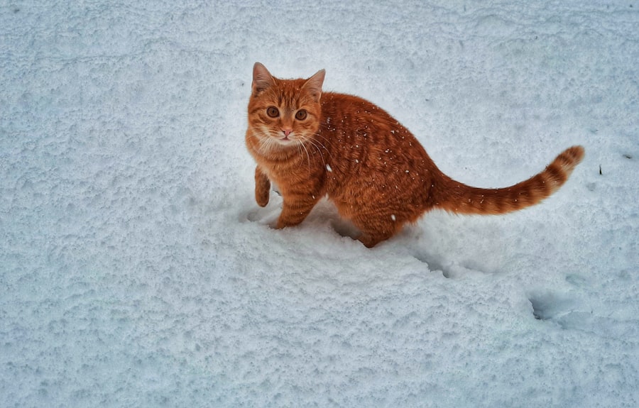 Grijze katten ras: Alles wat je moet weten abcdhe 13 - WebGids.be