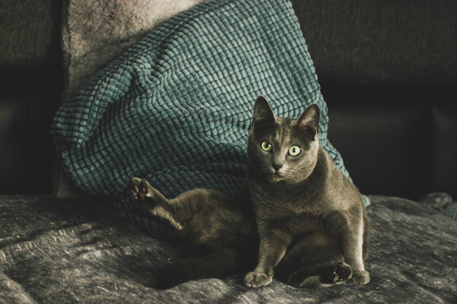 De populairste grijze katten rassen abcdhe 15 - WebGids.be