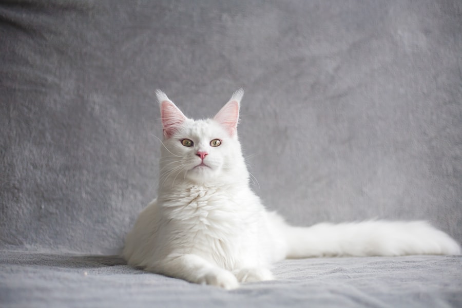 De grootste kat als huisdier abcdhe 18 - WebGids.be