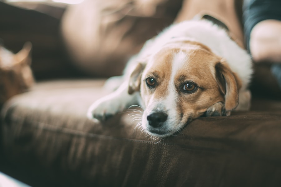 Goedkoop huisdier: Tips voor betaalbare huisdieren abcdhe 6 - WebGids.be