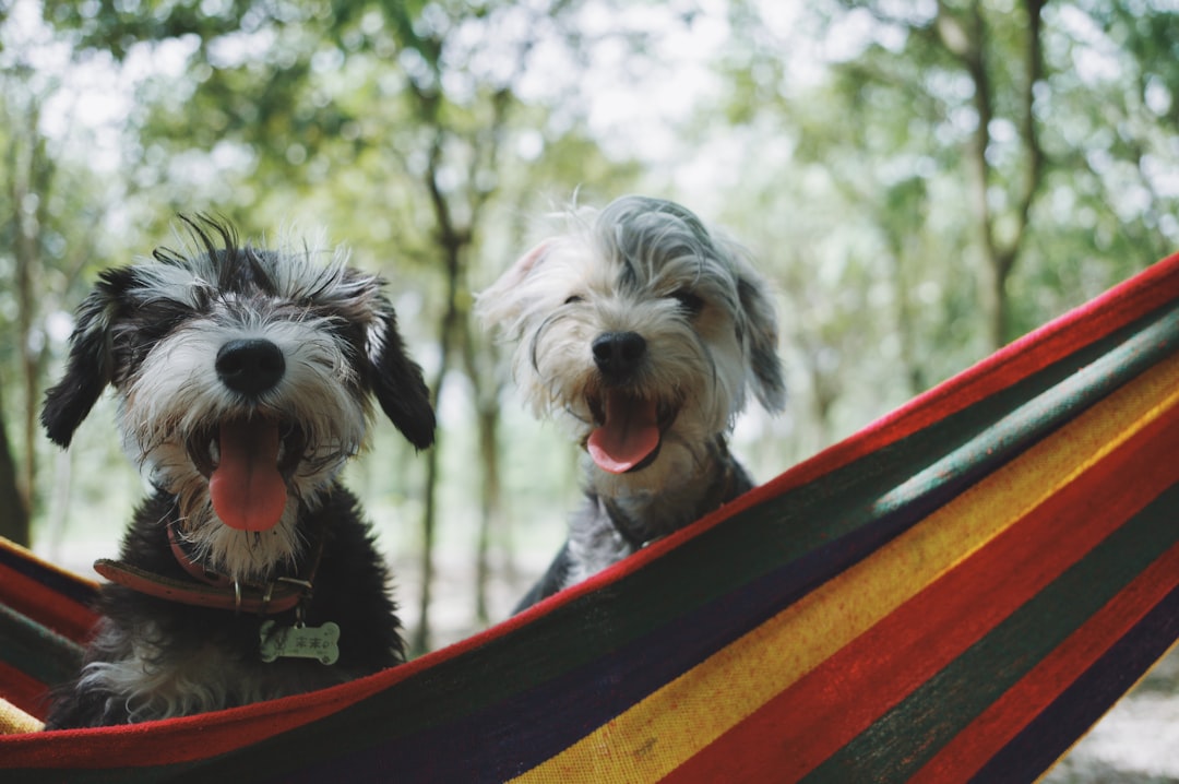 Photo Affordable pet