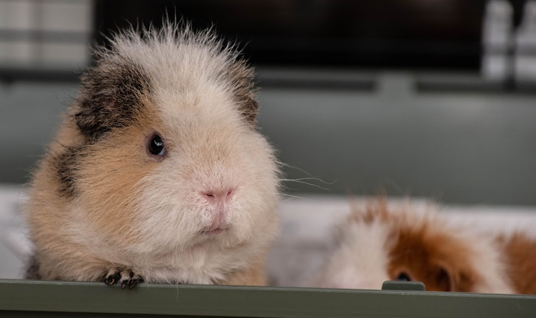 Photo Cute hamster