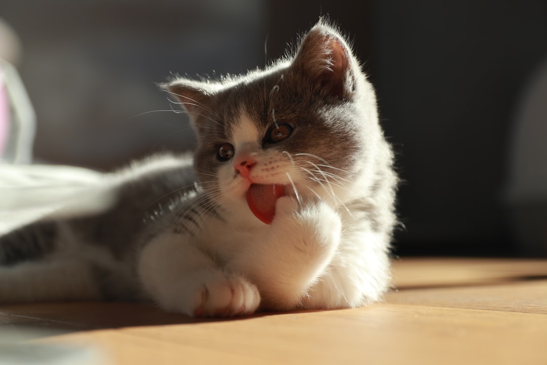 Photo British Shorthair