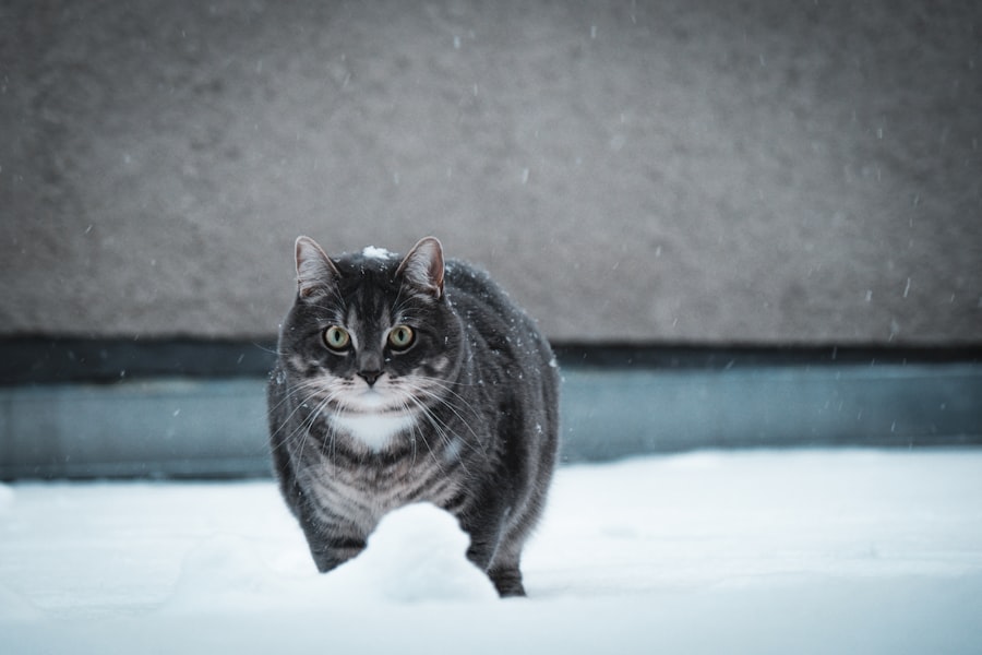 Grijze katten ras: Alles wat je moet weten image 29 - WebGids.be