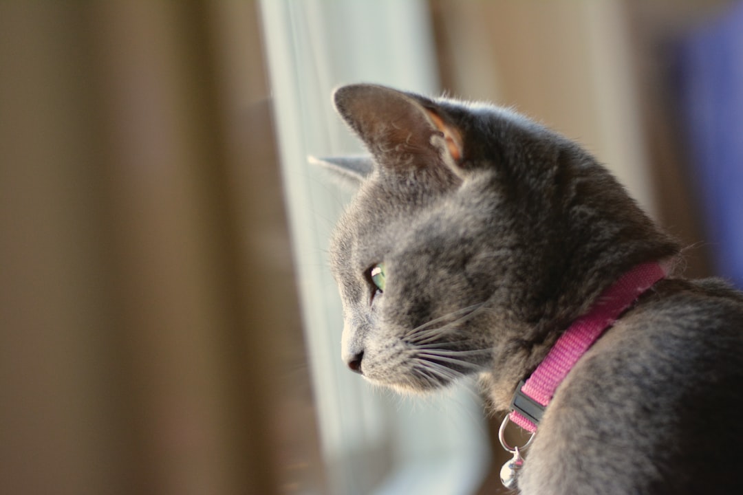 Photo Russian Blue