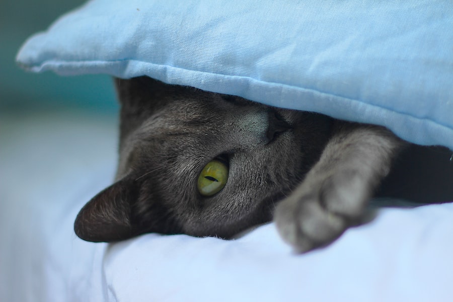 De populairste grijze katten rassen image 33 - WebGids.be