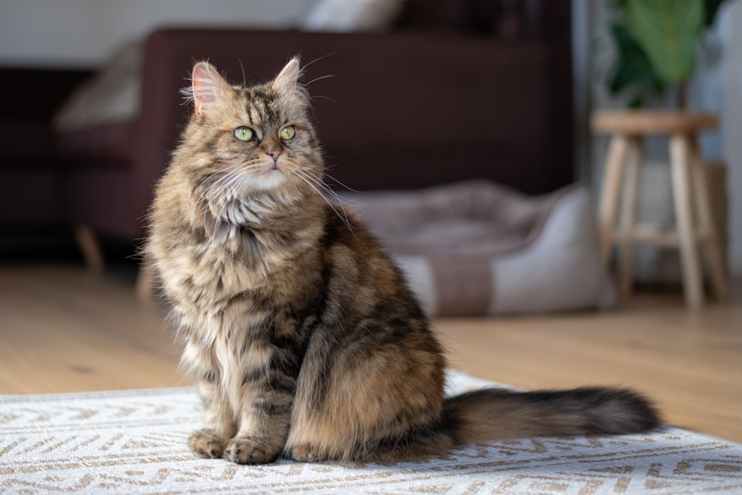 Photo Maine Coon