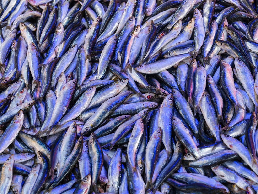 Photo Anchovy fillets
